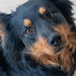 Sherling's Vixen - Black and Tan English Shepherd