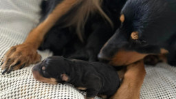 Daize & Puppy - Black and Tan English Shepherd