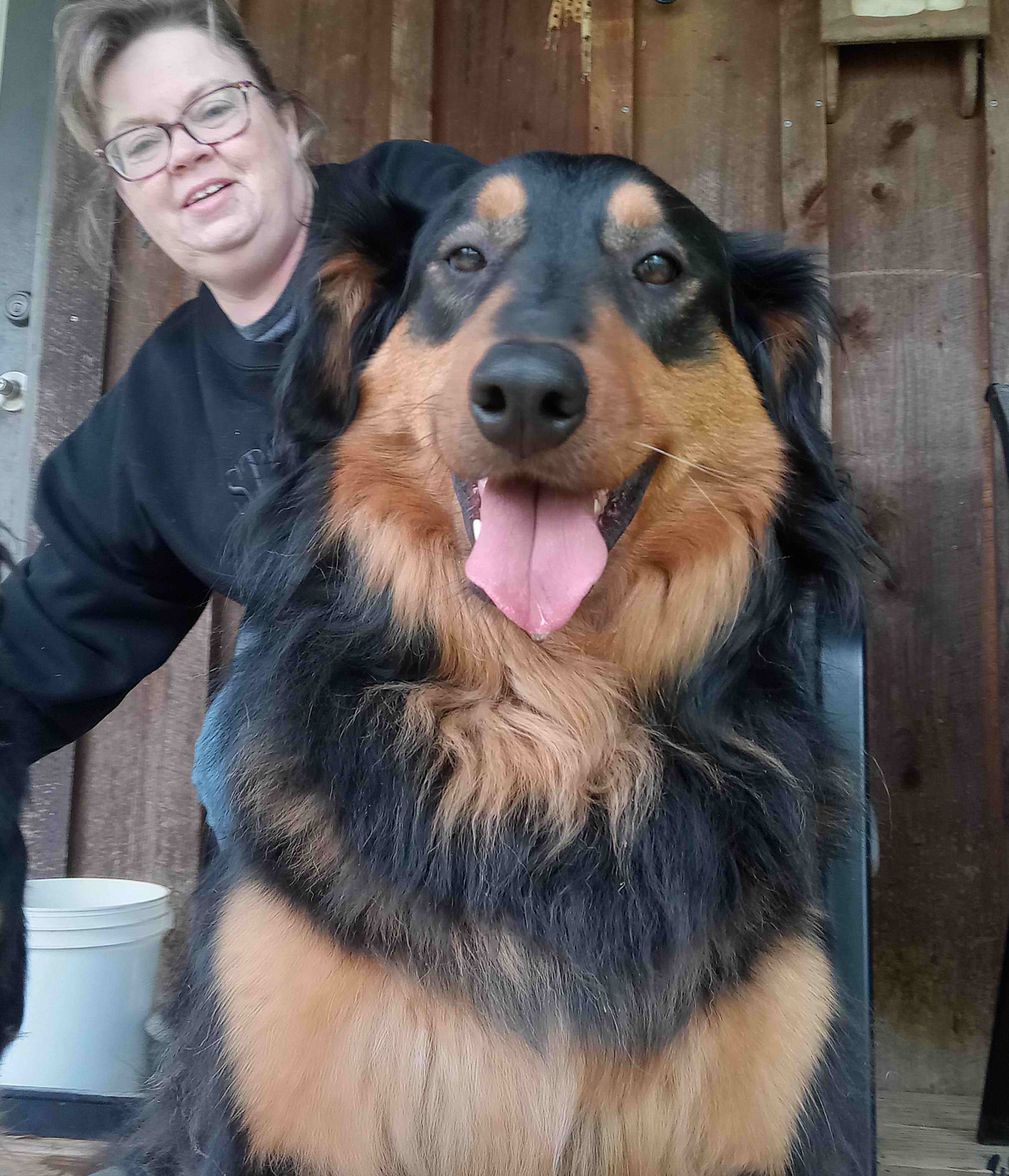 Daisy - Black and Tan English Shepherd