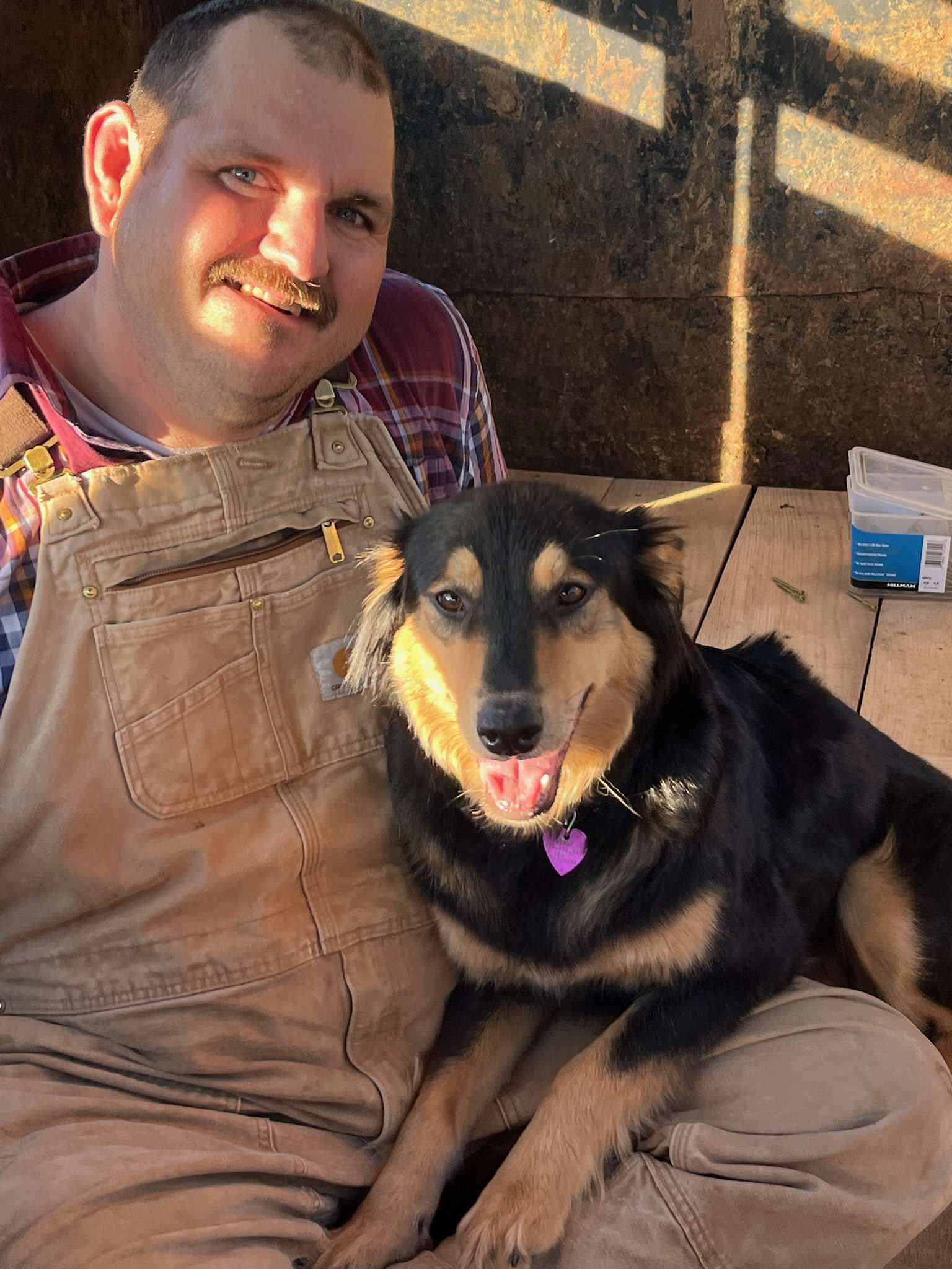 Jenny - Black and Tan English Shepherd