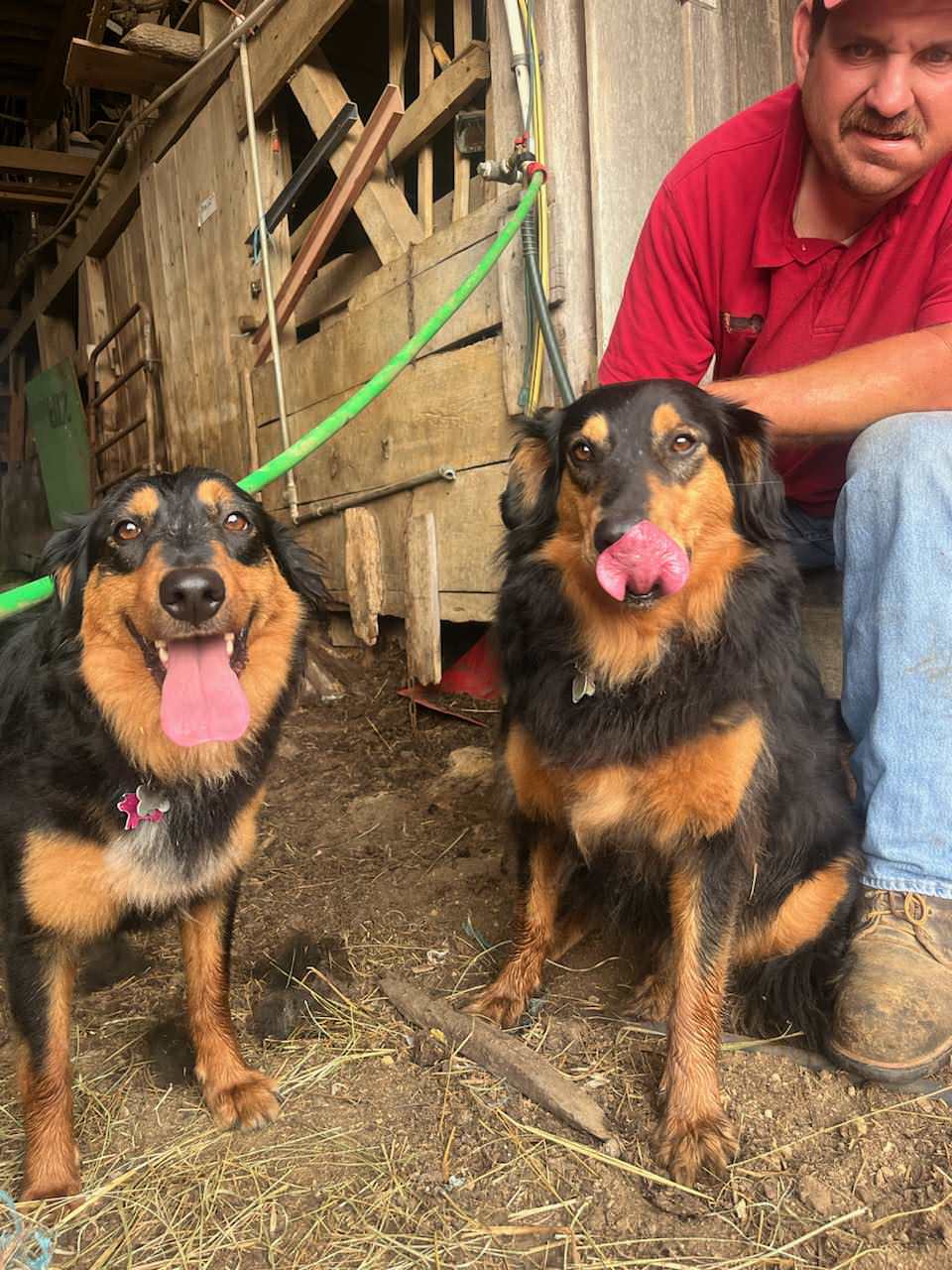 Tipper and Annie - Black and Tan English Shepherd
