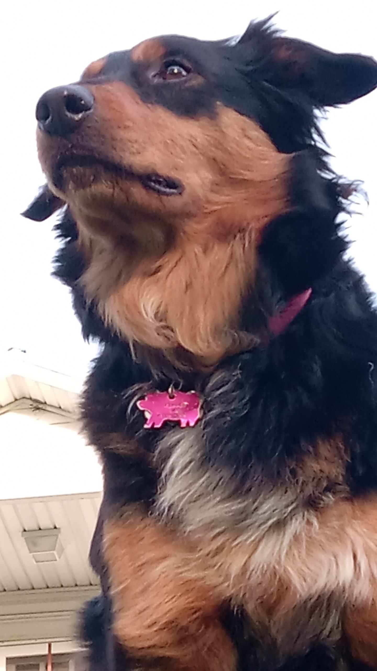 Tipper - Black and Tan English Shepherd