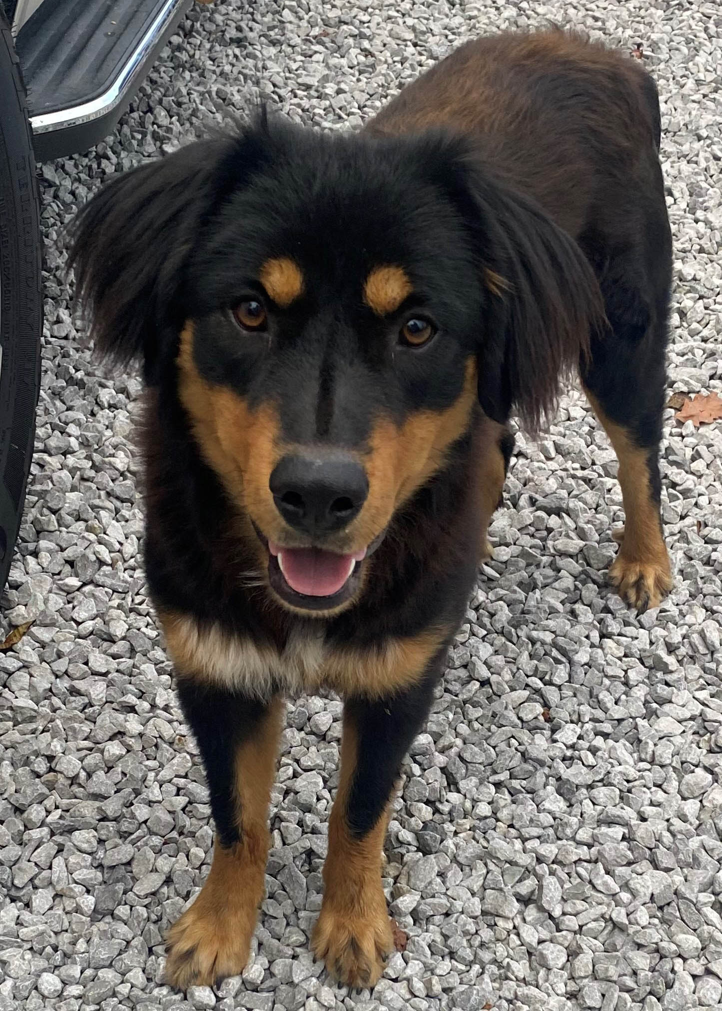 Bowser - Black and Tan English Shepherd