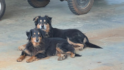 Jack & Jill - Black and Tan English Shepherd