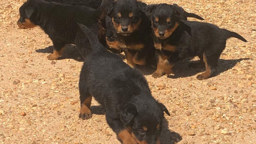 Sherling Puppies - Black and Tan English Shepherd