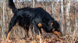 Shep in the woods - Black and Tan English Shepherd