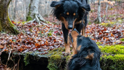 Shep & Vixen - Black and Tan English Shepherd