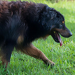 IESR Sallee's Rustie Jr. - Black and Tan English Shepherd
