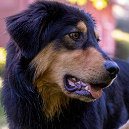 Liberty - Black and Tan English Shepherd
