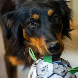 Sally - Black and Tan English Shepherd