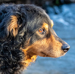 IESR Walker's Deuce - Black and Tan English Shepherd