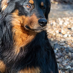 Shep - Black and Tan English Shepherd