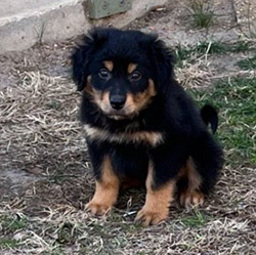 Victor - Black and Tan English Shepherd