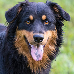 Sugar - Black and Tan English Shepherd