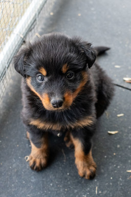 Nancy Drew - Black and Tan English Shepherd