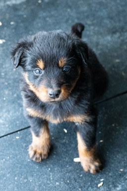First Ranger - Black and Tan English Shepherd
