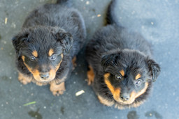 Nancy and Ranger - Black and Tan English Shepherd