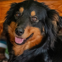 Sherling's Vixen - Black and Tan English Shepherd