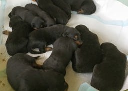 Litter Image - Black and Tan English Shepherd