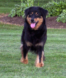 Kamp's Annie - Black and Tan English Shepherd