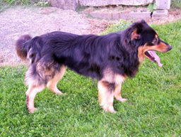 Kamp's Zak - Black and Tan English Shepherd