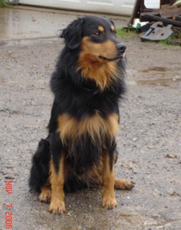 Sonny Tucker McCartey - Black and Tan English Shepherd