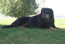 Parnell's Cutter - Black and Tan English Shepherd