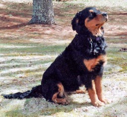 Celo Farm's Tara - Black and Tan English Shepherd