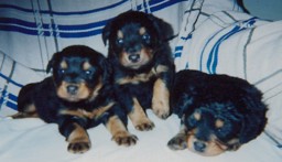 Sallee Puppies - Black and Tan English Shepherd