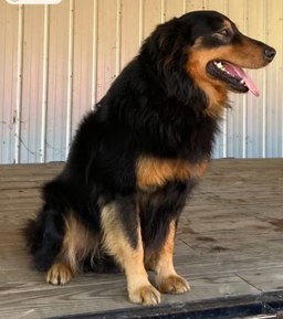 Bishop's Ace - Black and Tan English Shepherd