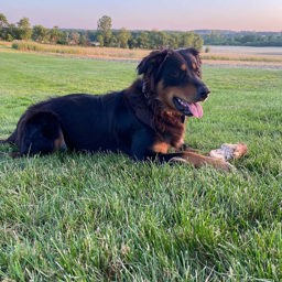 Kamp's Allie - Black and Tan English Shepherd