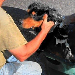 IESR Walker's Rustie - Black and Tan English Shepherd