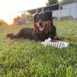 Kamp's Tucker - Black and Tan English Shepherd