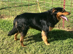 Bouldin Joe - Black and Tan English Shepherd