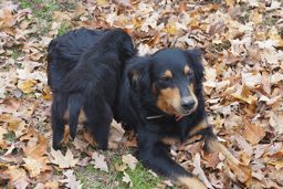 IESR Walker's Sally - Black and Tan English Shepherd