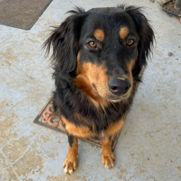 Dottie - Black and Tan English Shepherd