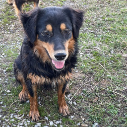 Mollie - Black and Tan English Shepherd