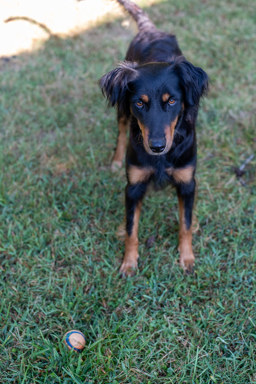Sally - Black and Tan English Shepherd