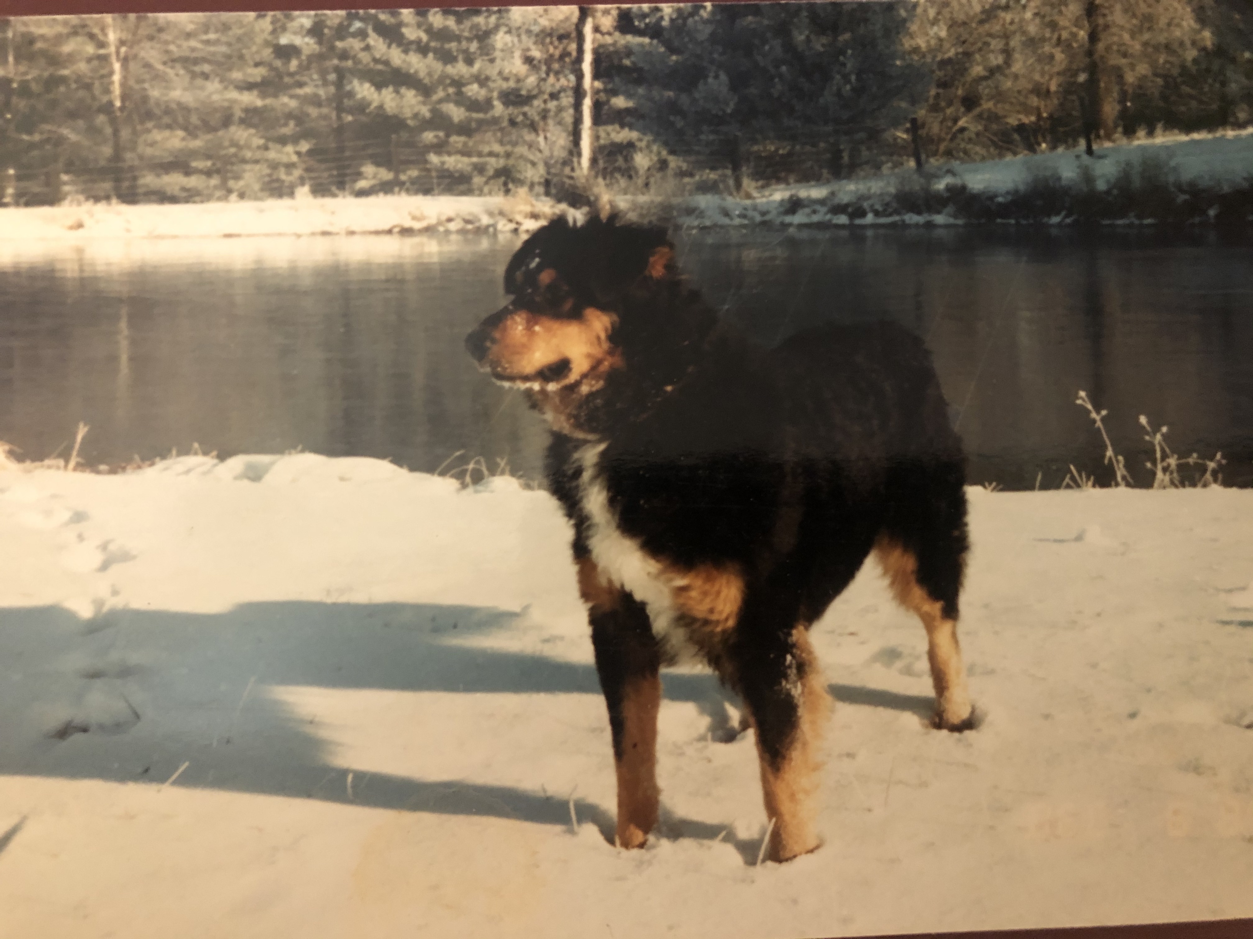 Oney's Toby - Black and Tan English Shepherd