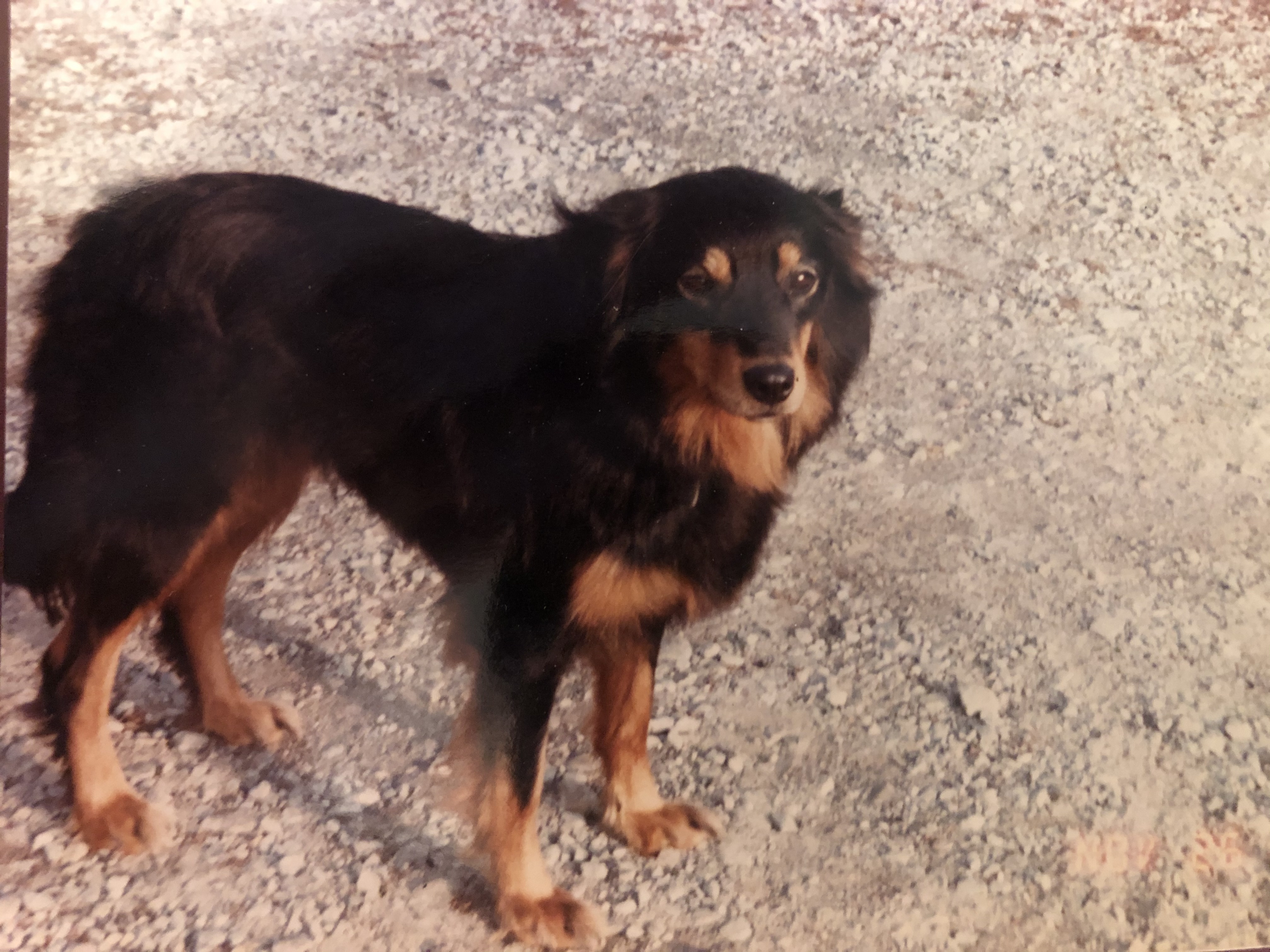 Oney's Meg - Black and Tan English Shepherd