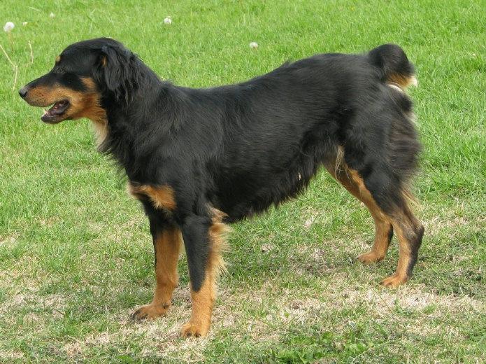 Sassy - Black and Tan English Shepherd