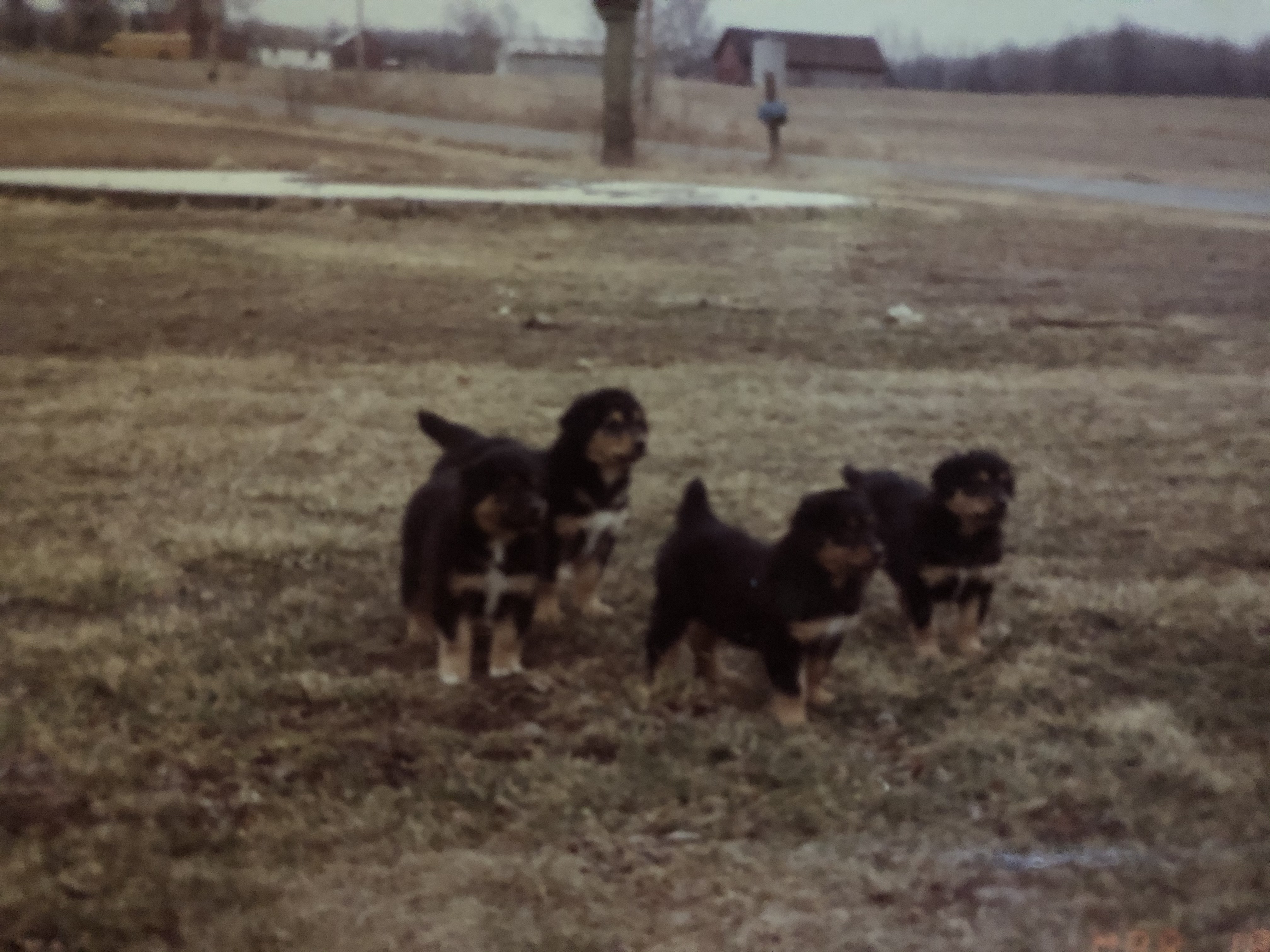 Puppies by Toby out of Meg - Black and Tan English Shepherd