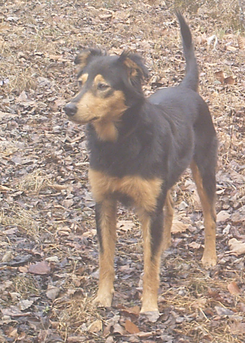 Maureen - Black and Tan English Shepherd
