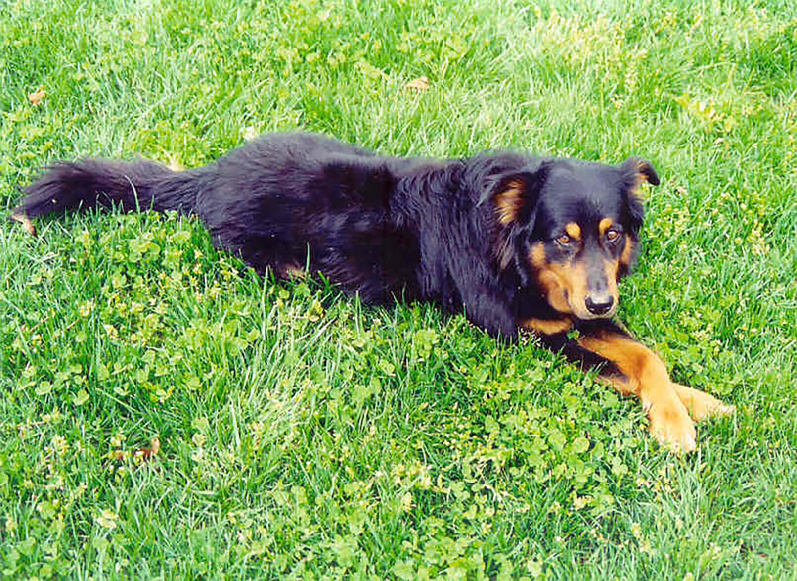 Shepherd's Rex Blaze - Black and Tan English Shepherd