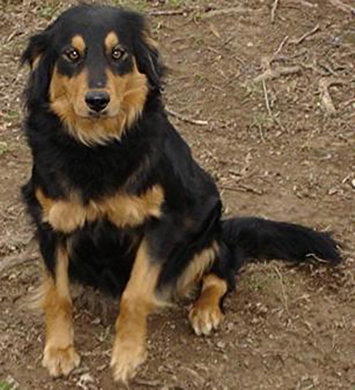 Carousel's Lisa - Black and Tan English Shepherd