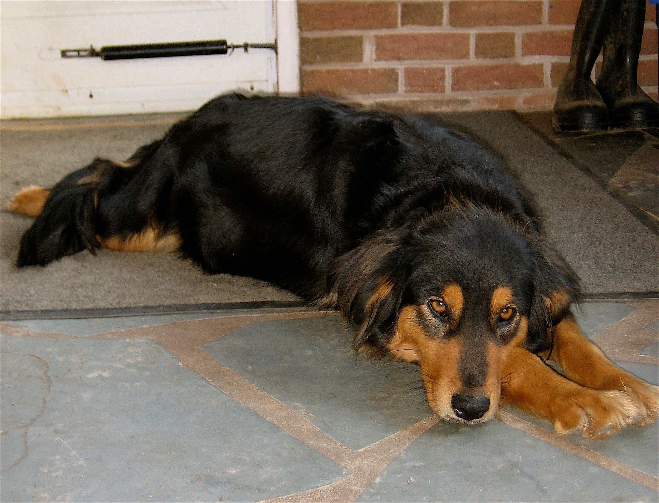 Carousel's Magnolia - Black and Tan English Shepherd