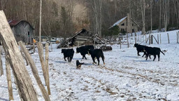 Putting away the cows - Black and Tan English Shepherd