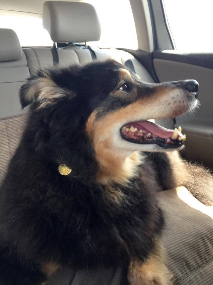 Sunny - Black and Tan English Shepherd