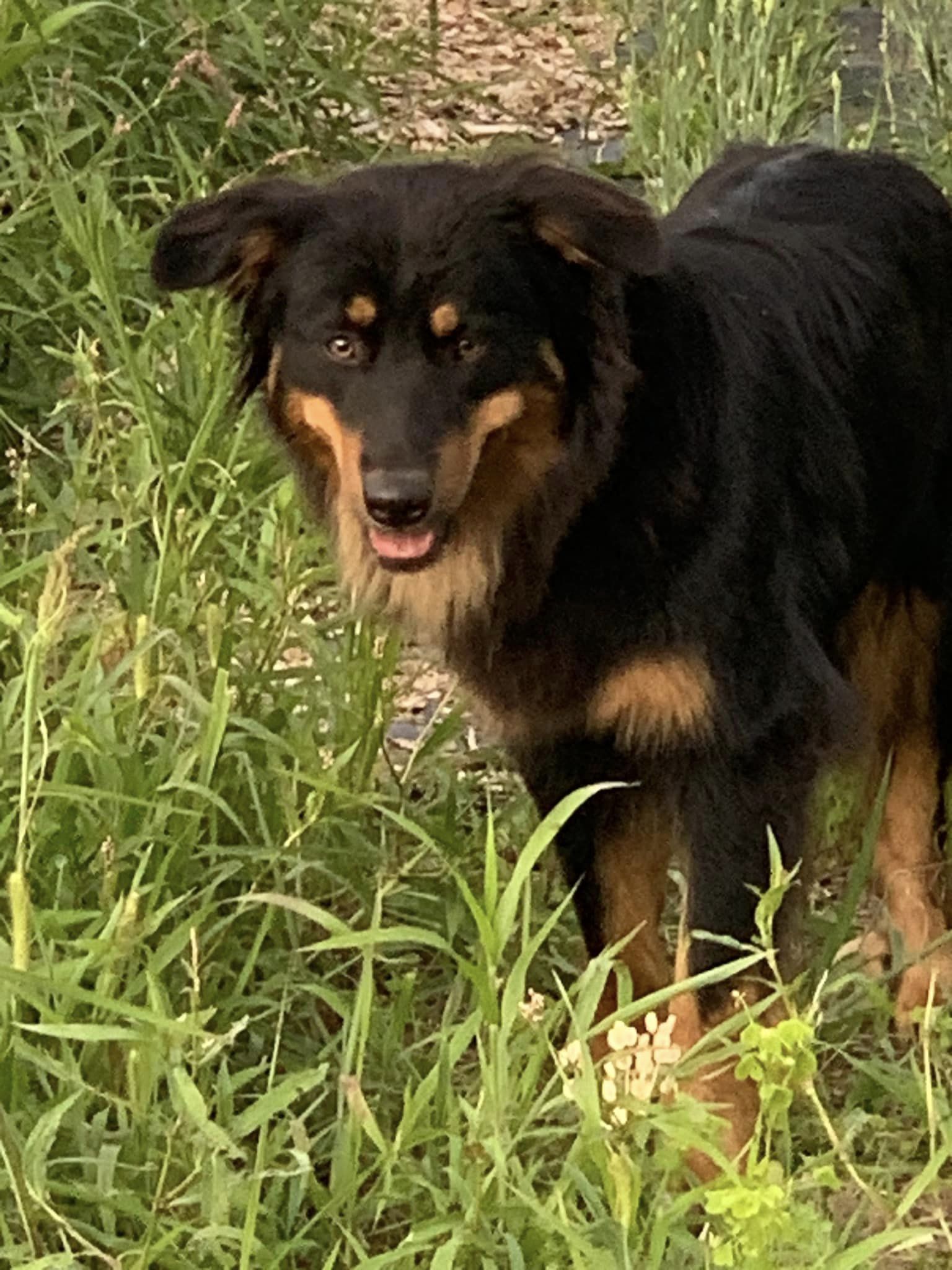 Tula - Black and Tan English Shepherd
