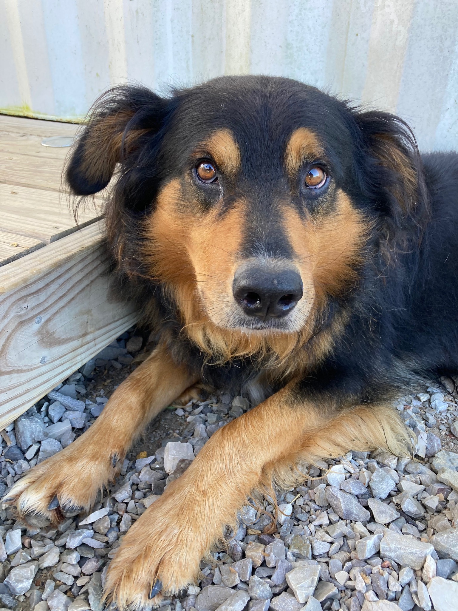 Taco - Black and Tan English Shepherd
